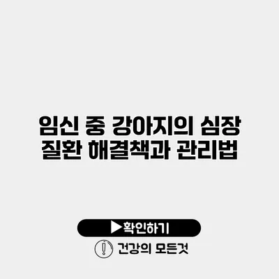 임신 중 강아지의 심장 질환 해결책과 관리법